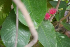 Syzygium malaccense